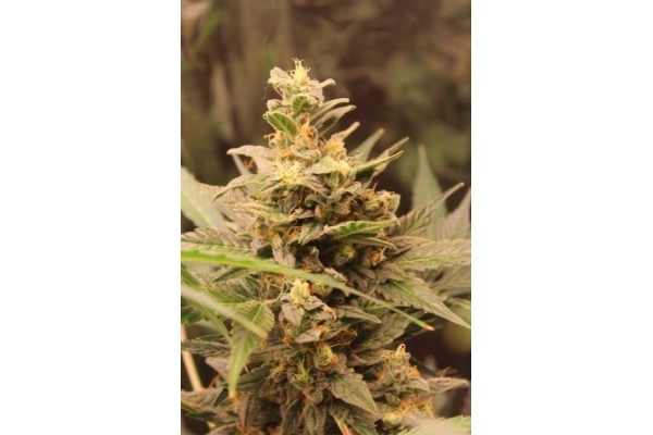 Easy Bud Samonakvétací (Royal Queen Seeds) feminizovaná