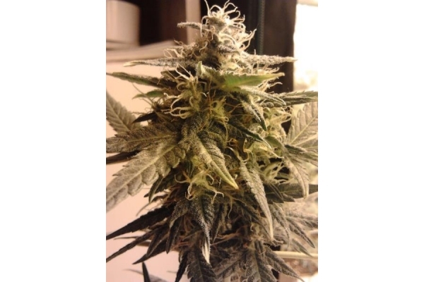 Easy Bud Samonakvétací (Royal Queen Seeds) feminizovaná