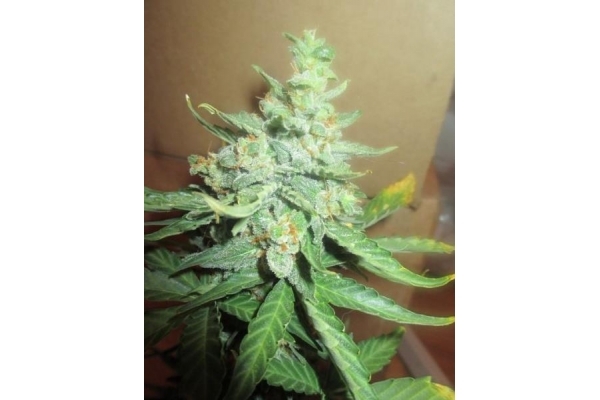 Easy Bud Samonakvétací (Royal Queen Seeds) feminizovaná