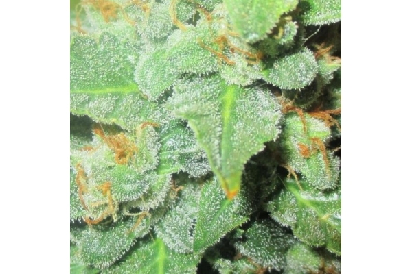 Easy Bud Samonakvétací (Royal Queen Seeds) feminizovaná