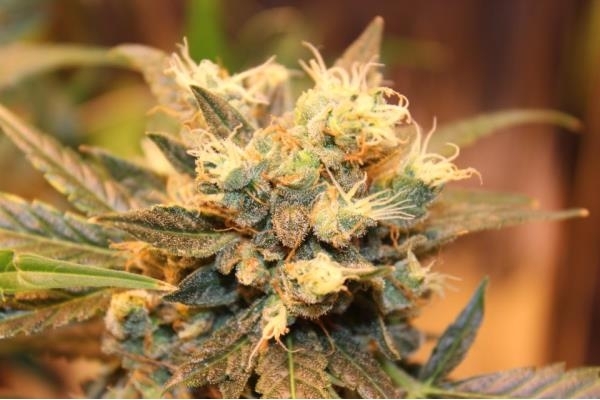 Easy Bud Samonakvétací (Royal Queen Seeds) feminizovaná