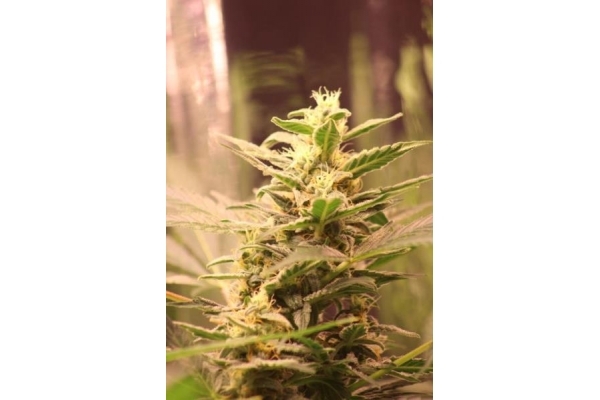 Easy Bud Samonakvétací (Royal Queen Seeds) feminizovaná