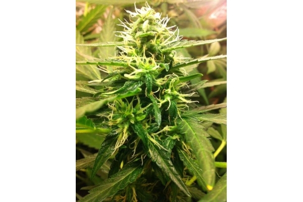 Quick One Samonakvétací (Royal Queen Seeds) feminizovaná