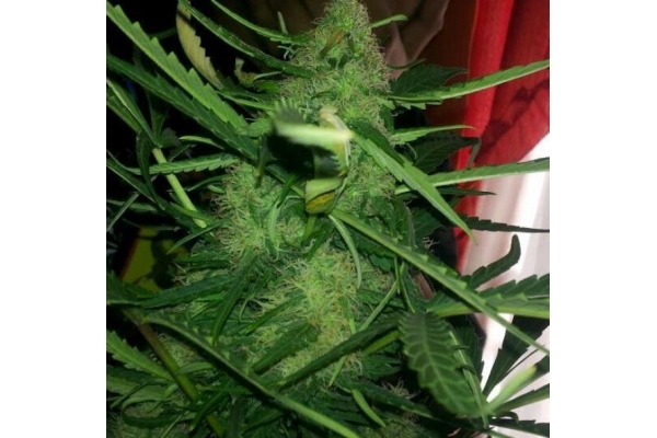 Royal Critical Samonakvétací (Royal Queen Seeds) feminizovaná