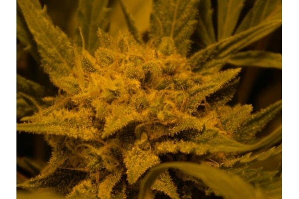 Royal Critical Samonakvétací (Royal Queen Seeds) feminizovaná