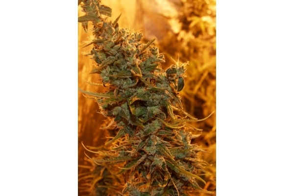 Royal Critical Samonakvétací (Royal Queen Seeds) feminizovaná