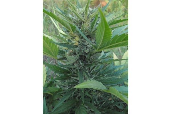Royal Critical Samonakvétací (Royal Queen Seeds) feminizovaná