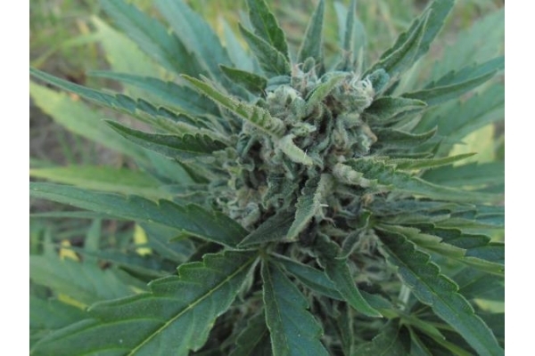 Royal Critical Samonakvétací (Royal Queen Seeds) feminizovaná