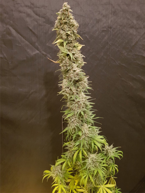 Northern Light Blue (Delicious Seeds) feminizovaná