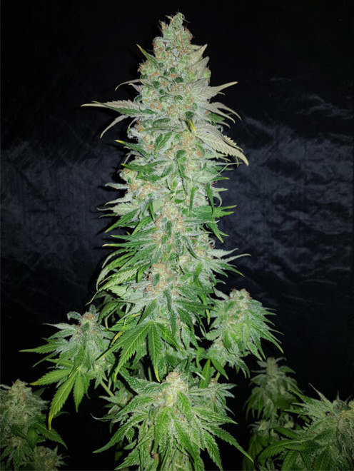Northern Light Blue (Delicious Seeds) feminizovaná