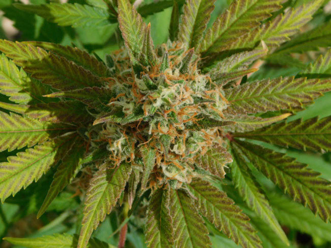 Raspberry Cough (Nirvana) feminizovaná