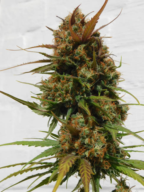 Raspberry Cough (Nirvana) feminizovaná