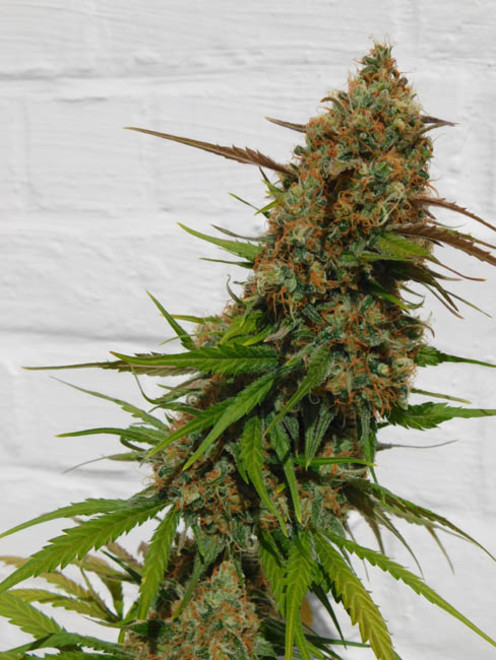 Raspberry Cough (Nirvana) feminizovaná