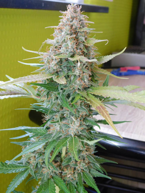 Raspberry Cough (Nirvana) feminizovaná