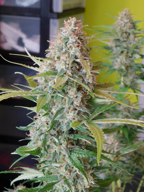 Raspberry Cough (Nirvana) feminizovaná