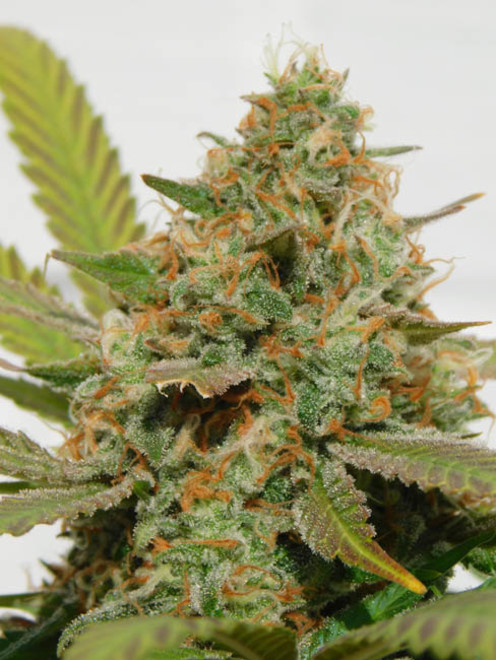 Raspberry Cough (Nirvana) feminizovaná