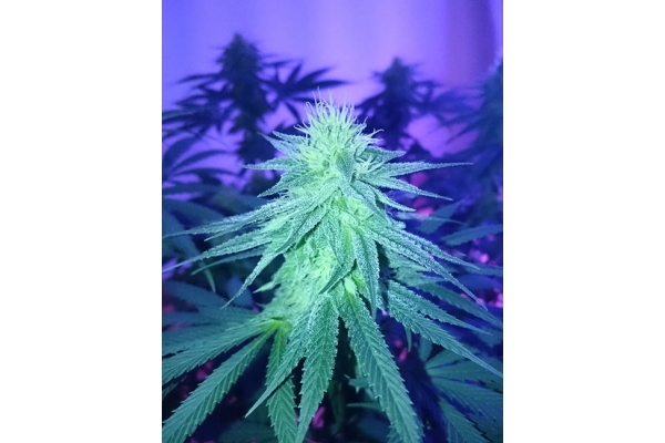 Haze Berry (Royal Queen Seeds) feminizovaná