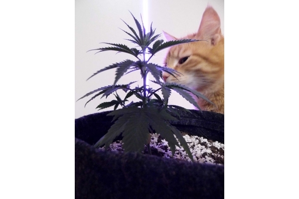 Haze Berry (Royal Queen Seeds) feminizovaná