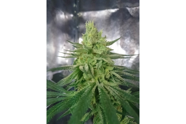 Haze Berry (Royal Queen Seeds) feminizovaná