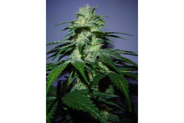 Nepal Jam (ACE Seeds) feminizovaná