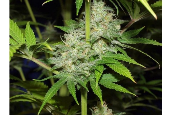 Nepal Jam (ACE Seeds) feminizovaná