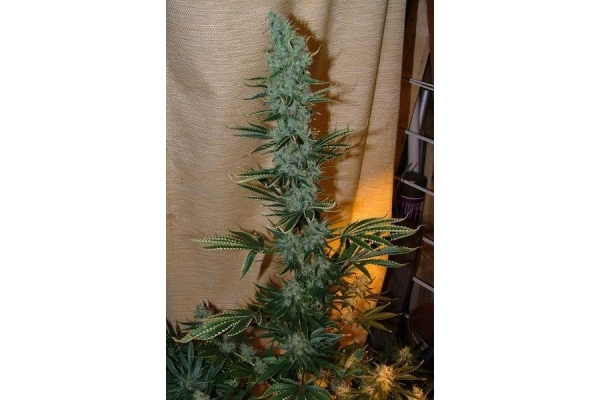 Nepal Jam (ACE Seeds) feminizovaná