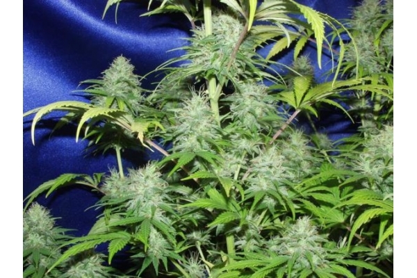 Nepal Jam (ACE Seeds) feminizovaná