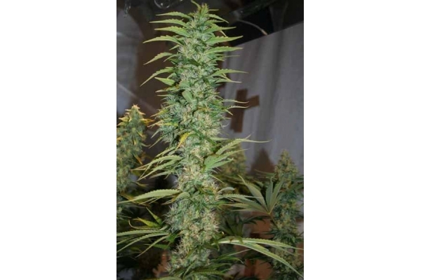 Orient Express (ACE Seeds) feminizovaná