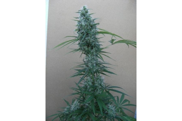 Orient Express (ACE Seeds) feminizovaná