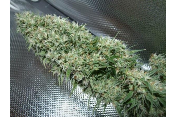 Orient Express (ACE Seeds) feminizovaná
