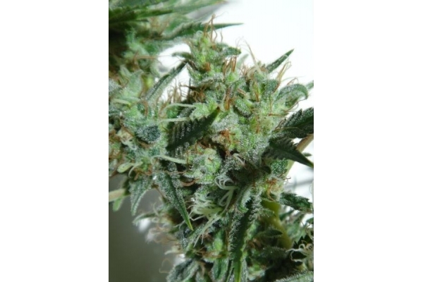 Orient Express (ACE Seeds) feminizovaná