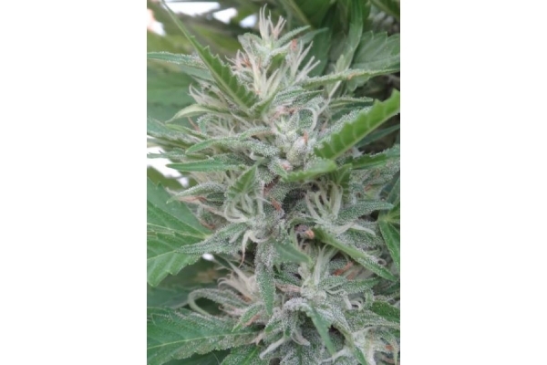 Orient Express (ACE Seeds) feminizovaná