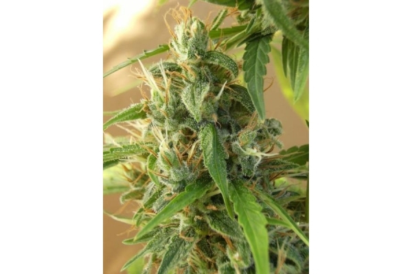 Panama (ACE Seeds) feminizovaná