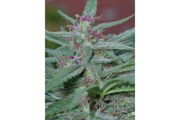 Panama (ACE Seeds) feminizovaná