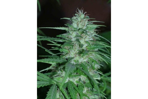 Panama (ACE Seeds) feminizovaná