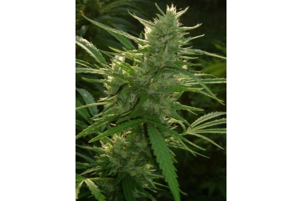 Panama (ACE Seeds) feminizovaná