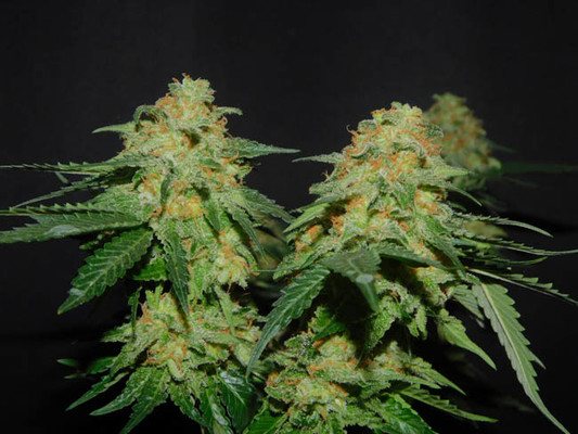 Spliff's Strawberry (Spliff Seeds) feminizovaná
