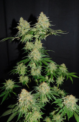 Spliff's Strawberry (Spliff Seeds) feminizovaná