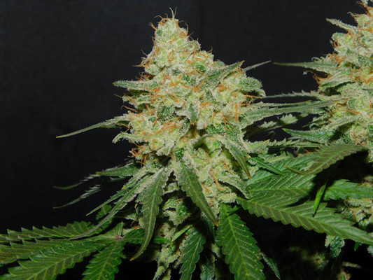 Spliff's Strawberry (Spliff Seeds) feminizovaná