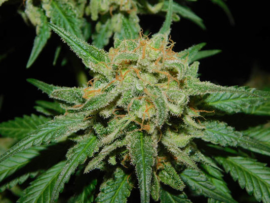 Spliff's Strawberry (Spliff Seeds) feminizovaná