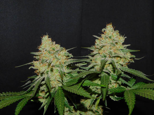 Spliff's Strawberry (Spliff Seeds) feminizovaná