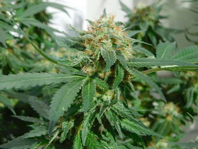 LA Affie (Cali Connection) feminizovaná