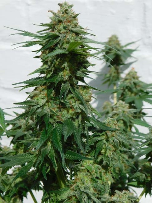 LA Affie (Cali Connection) feminizovaná