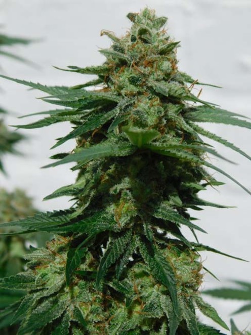 LA Affie (Cali Connection) feminizovaná