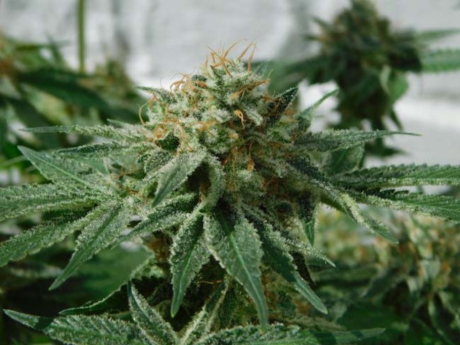 LA Affie (Cali Connection) feminizovaná