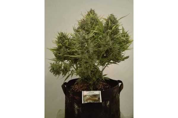 Auto White Widow (Dutch Passion) feminizovaná