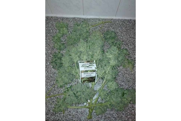 Auto White Widow (Dutch Passion) feminizovaná