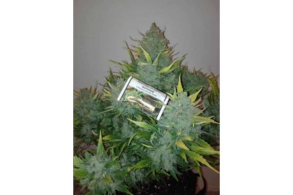 Auto White Widow (Dutch Passion) feminizovaná