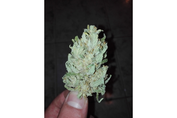 Auto White Widow (Dutch Passion) feminizovaná