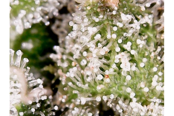 Blue Auto Mazar (Dutch Passion) feminizovaná